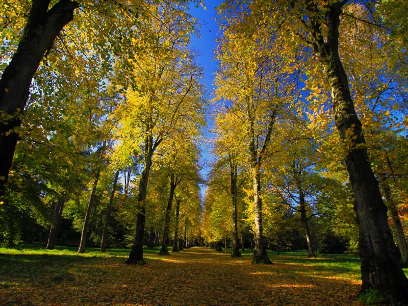 аллея, дендрарий, парк, дорога, осень