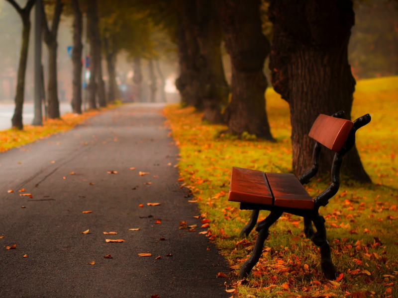 forest, walk, hdr, bench, road, trees, листья, autumn, park, nature, colors, grass, leaves