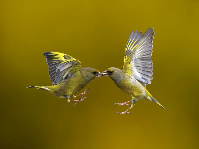 полёт, фон, птицы, flying kiss