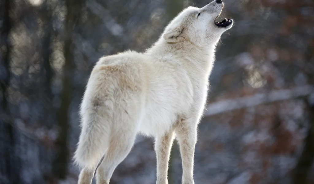 хищник, белый, вой, волк, wolf