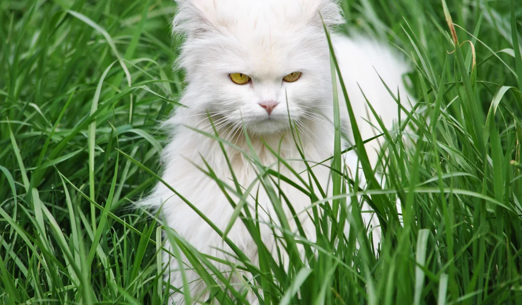 животные, кошка, весна
