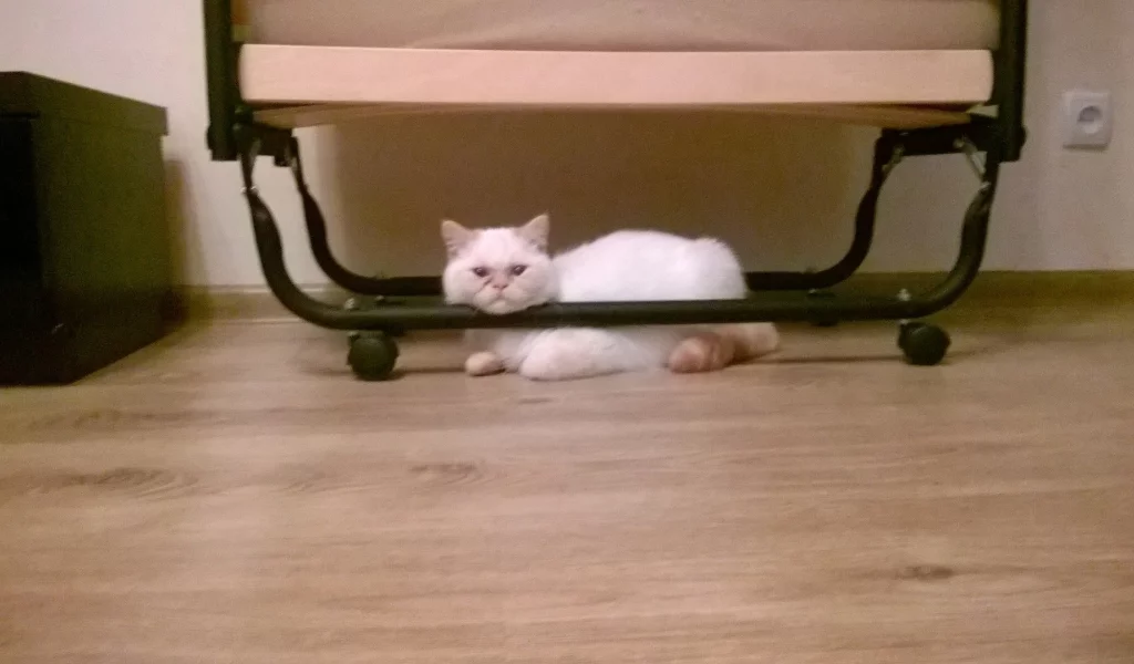 кот, настроение, британец