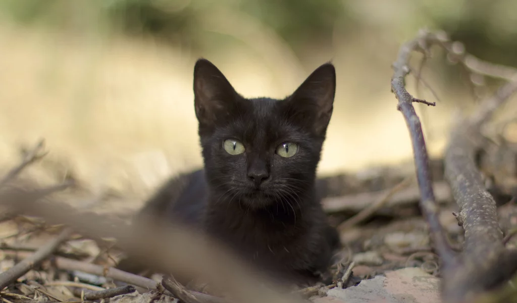 черная, кошка, листья, взгляд, ветки