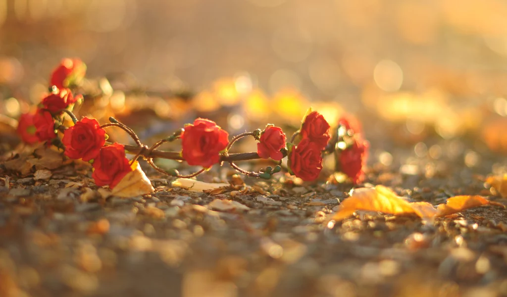 розы, красный, цветочки, цветы, венок, листья, flower