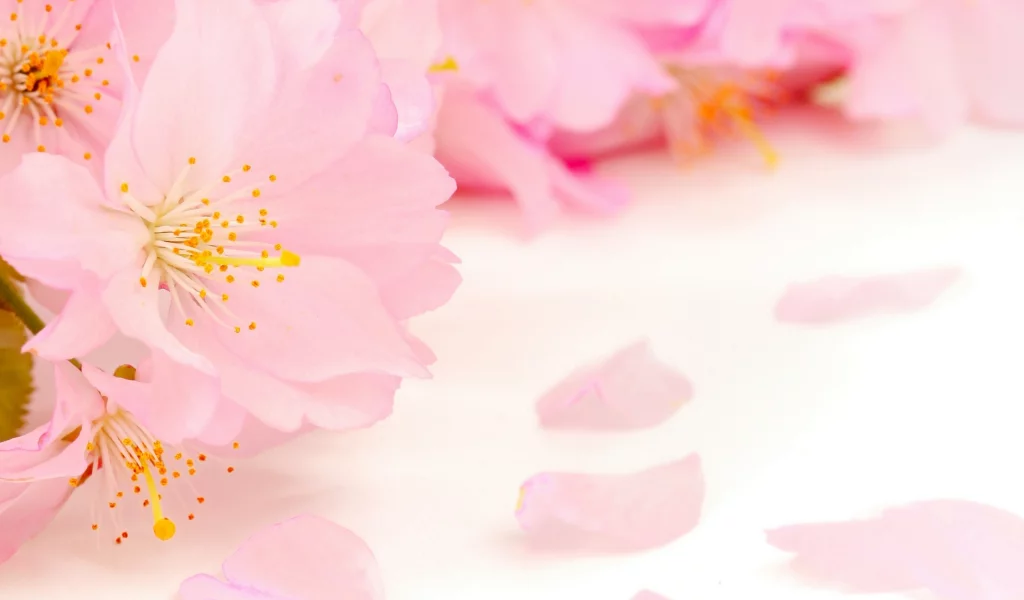 spring, beauty, цветение, blossoms, tender, pink, весна, flowers, apple tree, petals