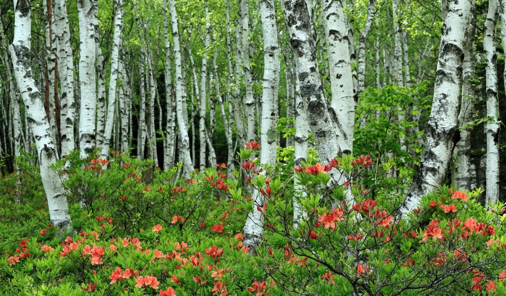 берёзы, роща, природа