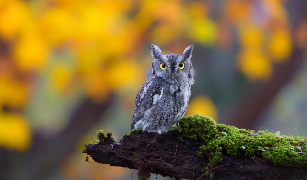 глаза, природа, взгляд, мох, owl, ушастая, bird, бревно, сова
