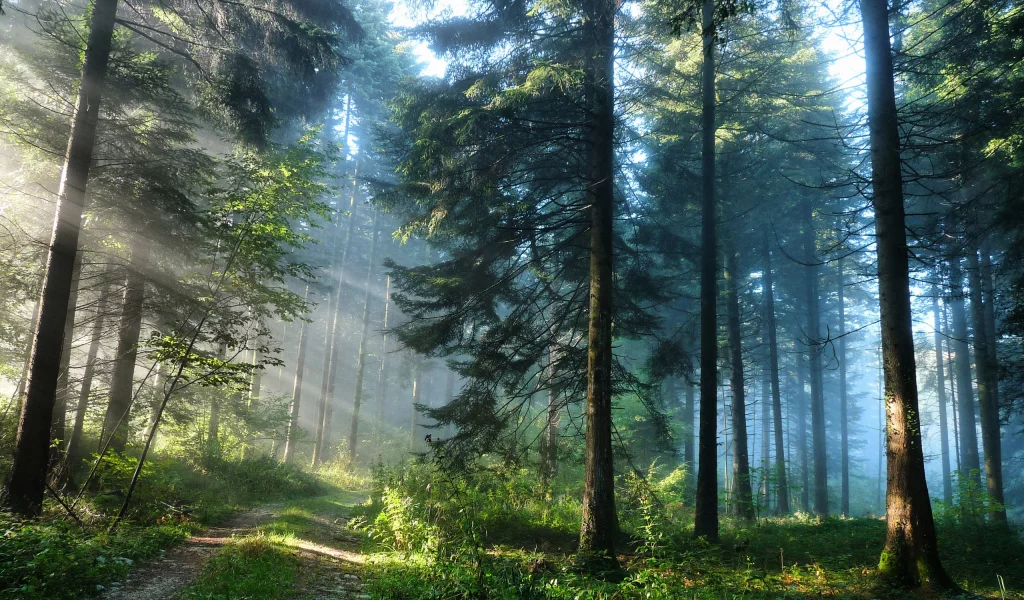 лес, природа