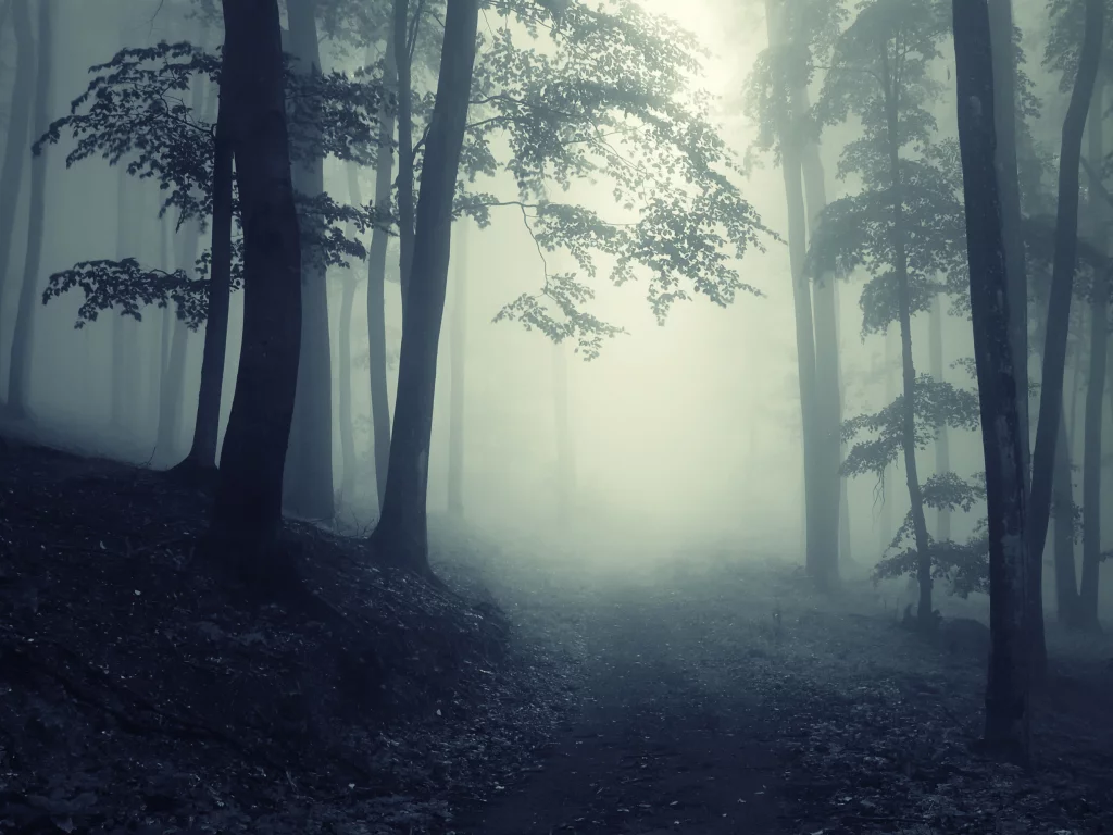 road, deep, леса, nature, foggy, creepy, misty, forest, глубокие, trees, landscape