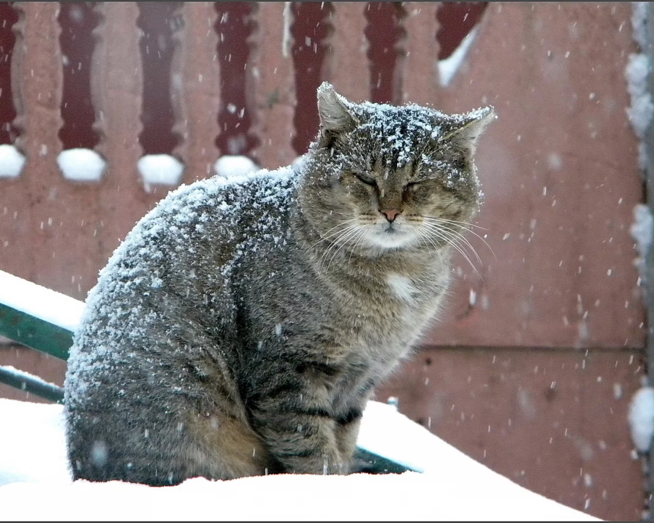 кот, зима, серый, снегопад, большой