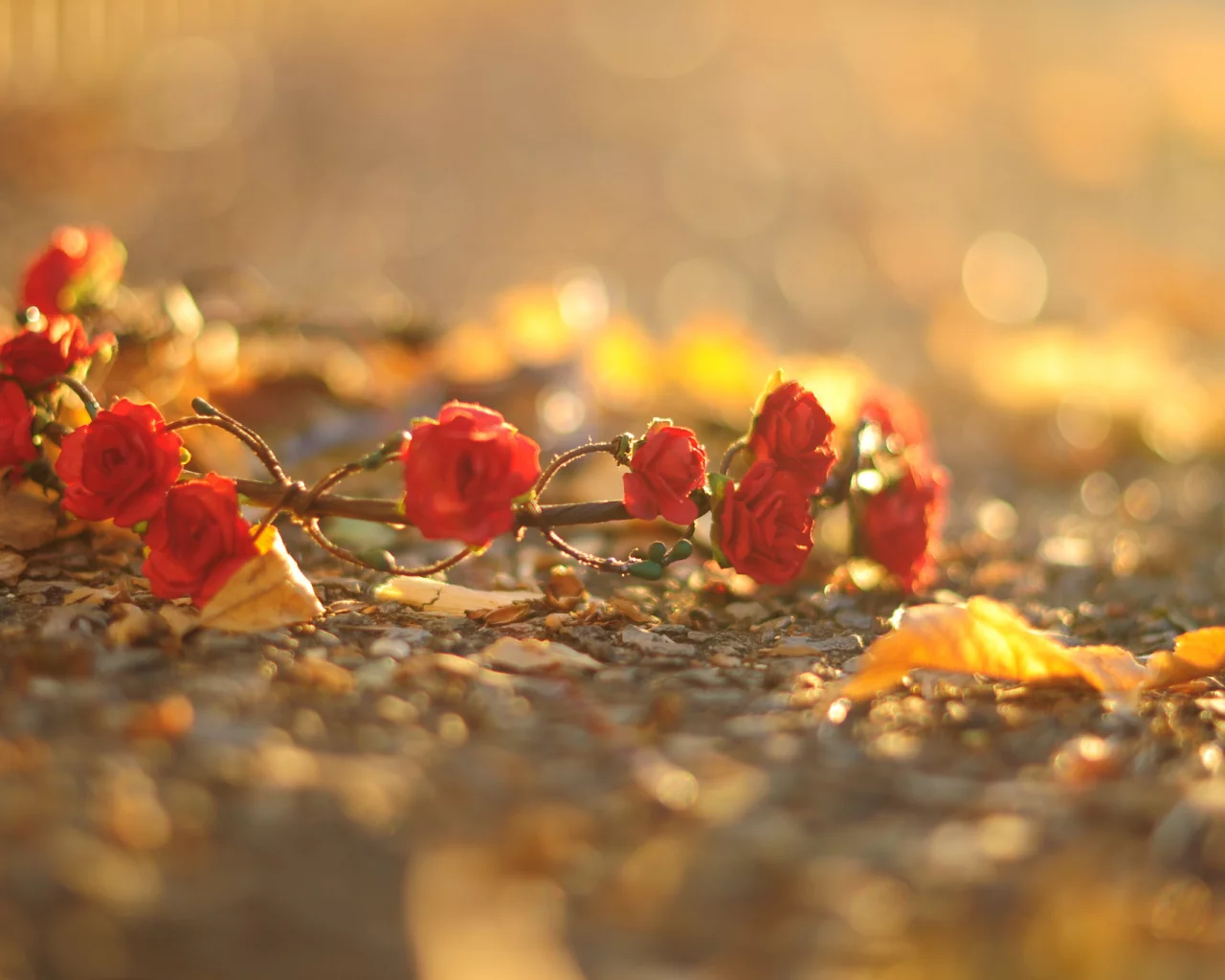 розы, красный, цветочки, цветы, венок, листья, flower