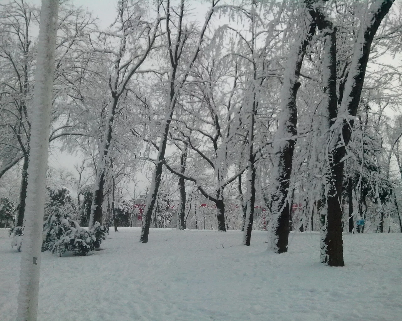 природа, зима, парк