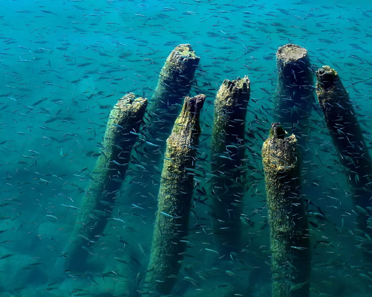 dock, wood, remains, water, fish, blue, ohrid, lake