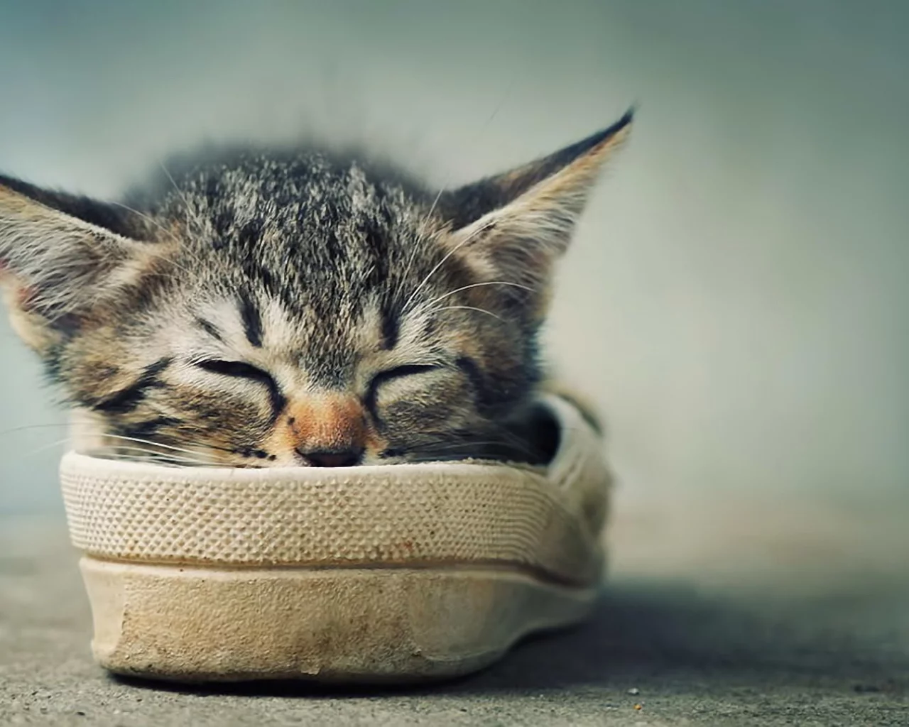 усики, котенок, отдых, спит, ушки, обувь