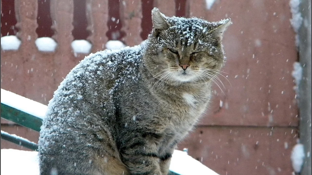 кот, зима, серый, снегопад, большой