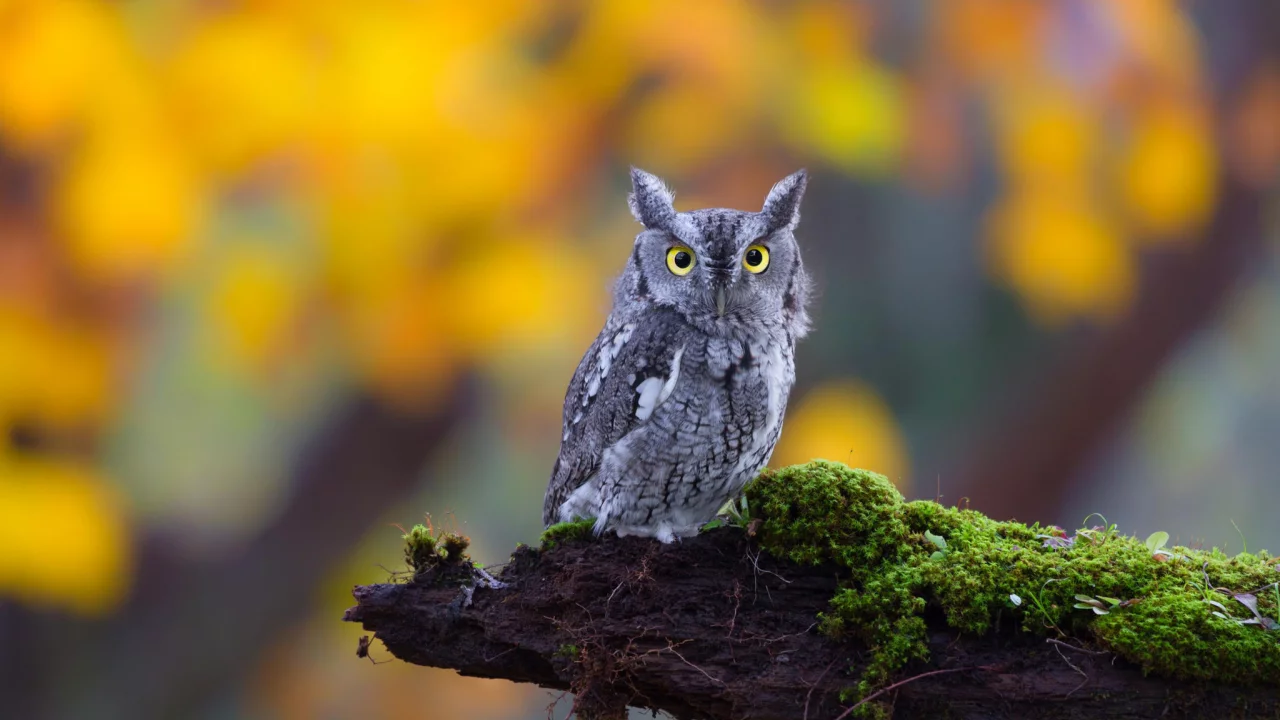 глаза, природа, взгляд, мох, owl, ушастая, bird, бревно, сова