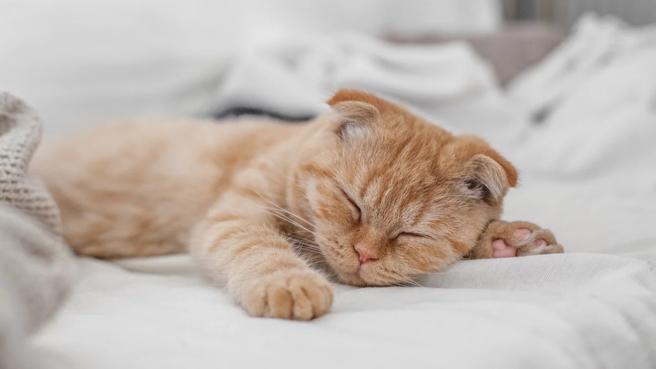 кот, рыжий, спит