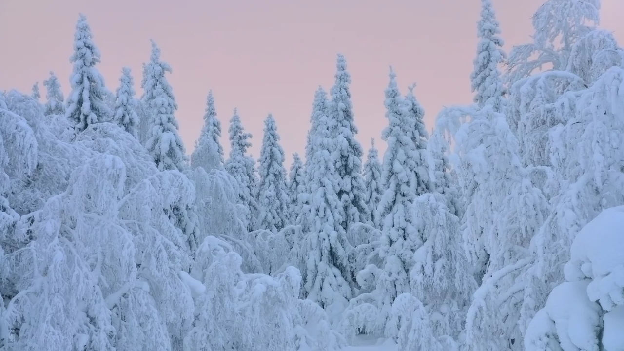 деревья, елки, снег, зима