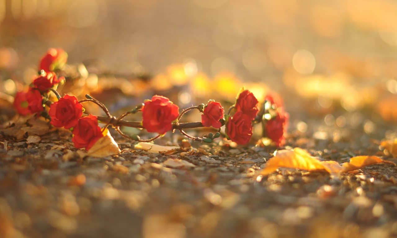 розы, красный, цветочки, цветы, венок, листья, flower