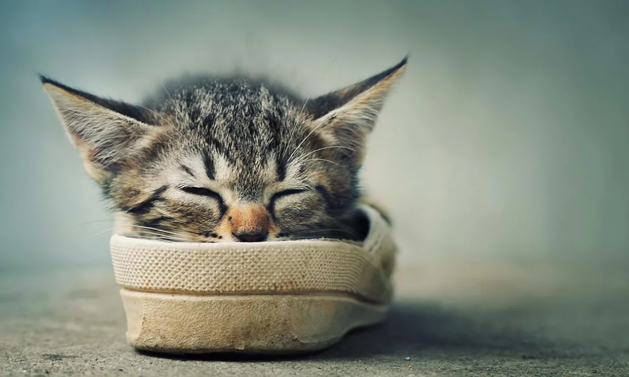 усики, котенок, отдых, спит, ушки, обувь
