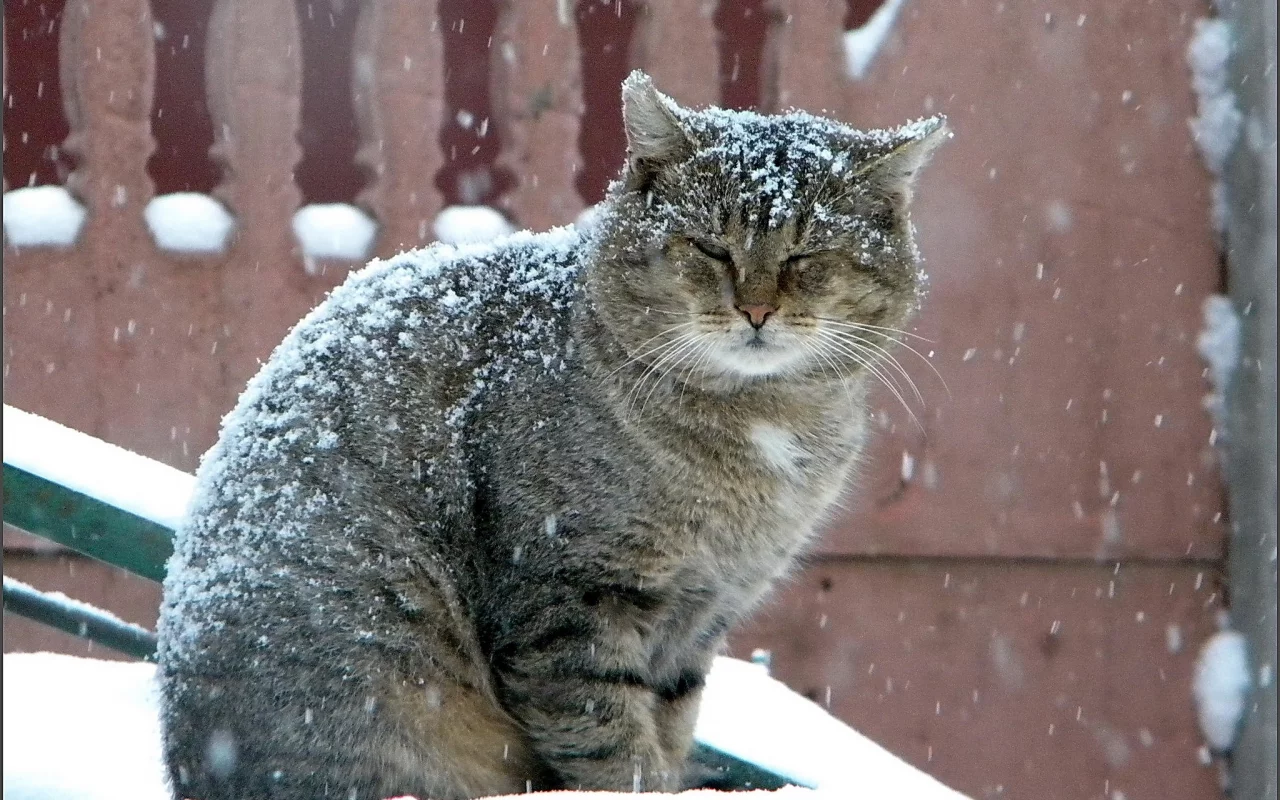 кот, зима, серый, снегопад, большой