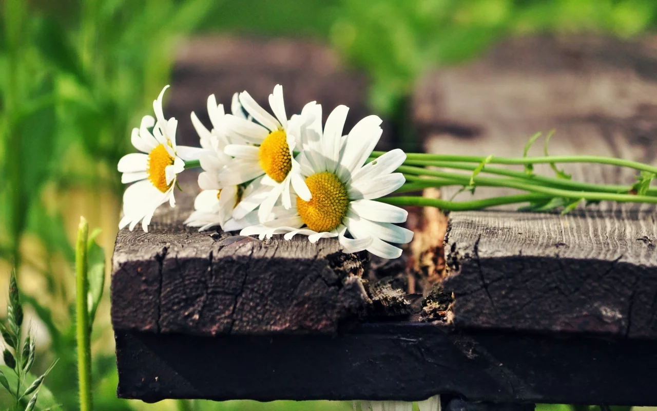 солнце, ромашки, цветы, зеленый, flowers, белый, цветочки