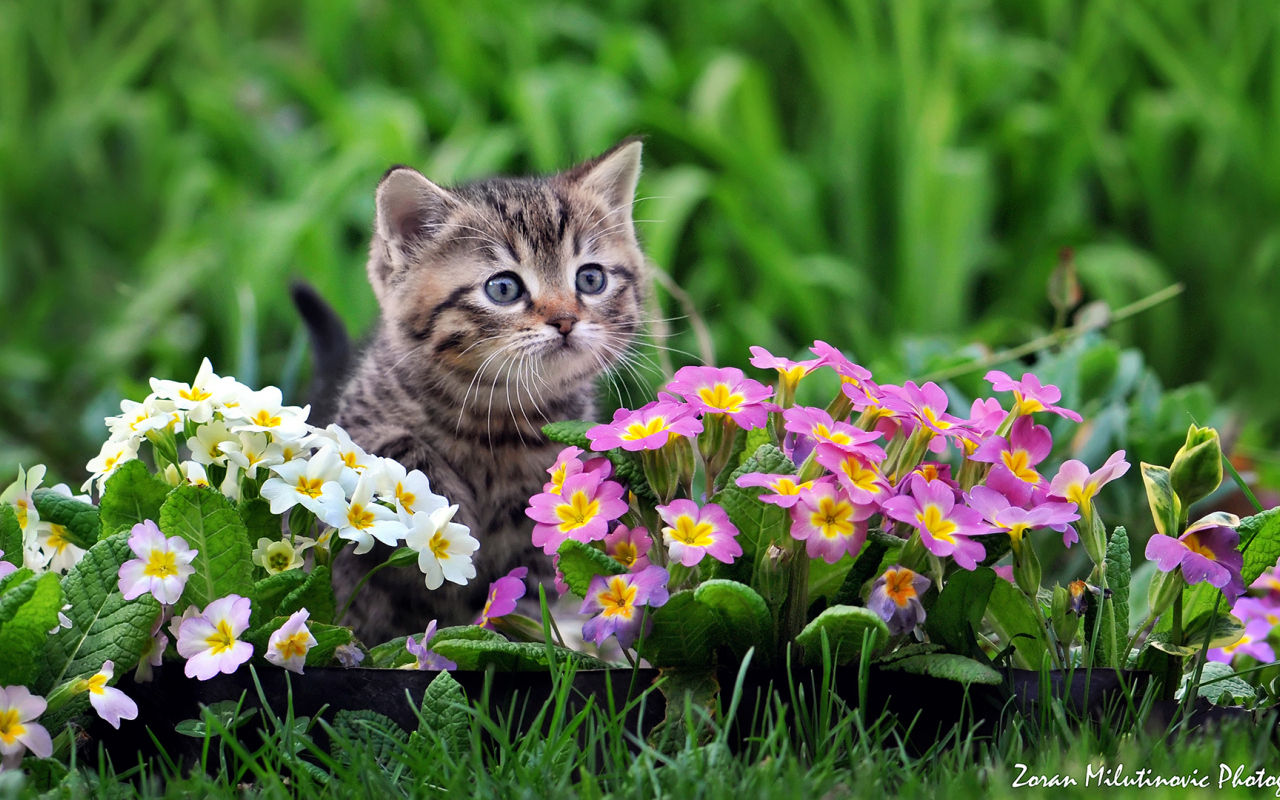 by zoran milutinovic, примула, цветы, котёнок, малыш