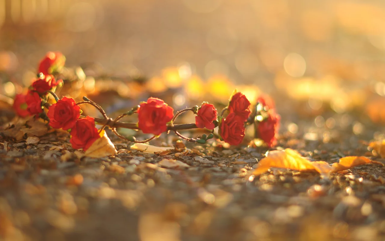 розы, красный, цветочки, цветы, венок, листья, flower