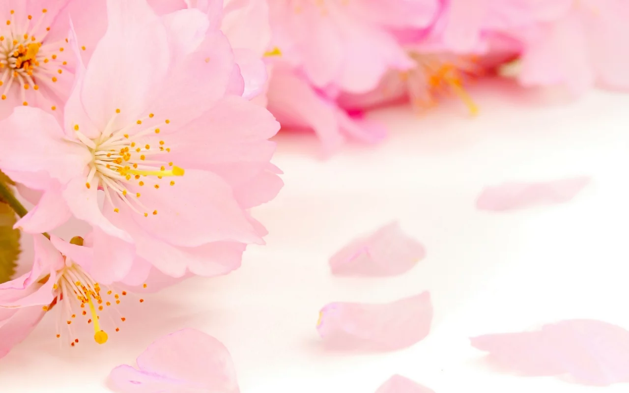 spring, beauty, цветение, blossoms, tender, pink, весна, flowers, apple tree, petals