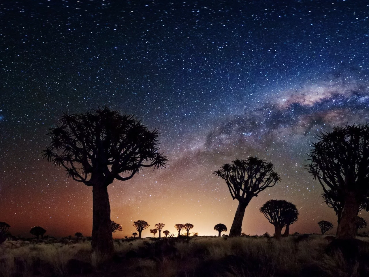 night, stars, joshua tree