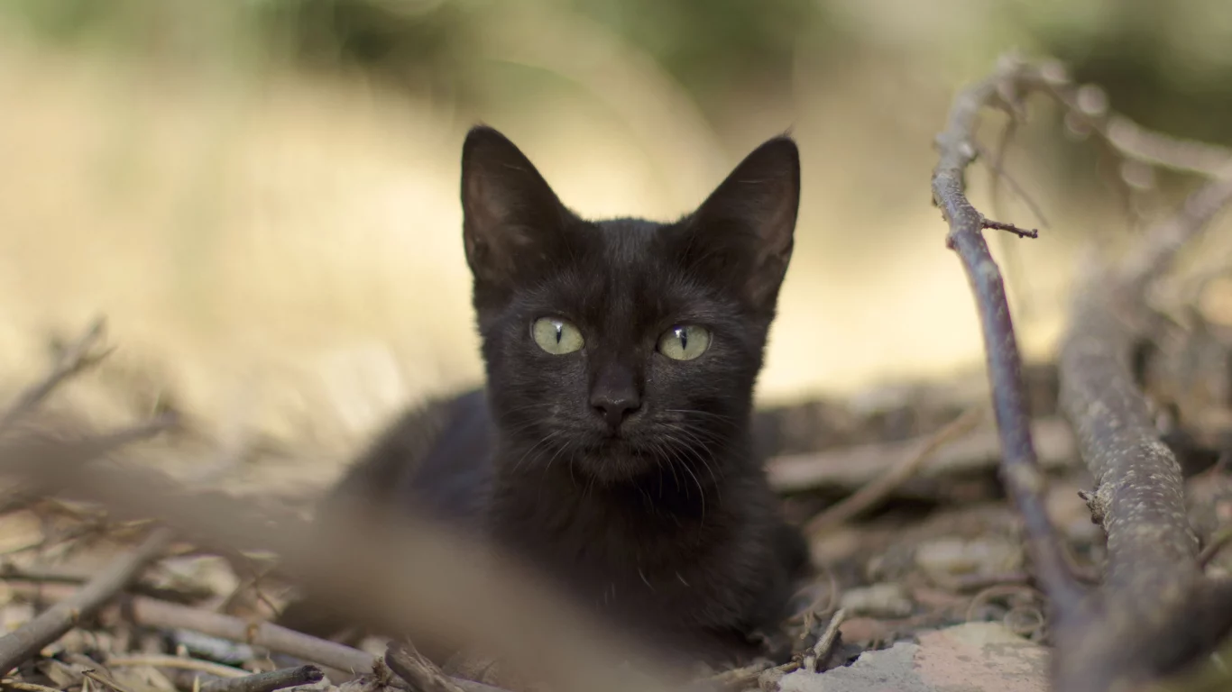 черная, кошка, листья, взгляд, ветки