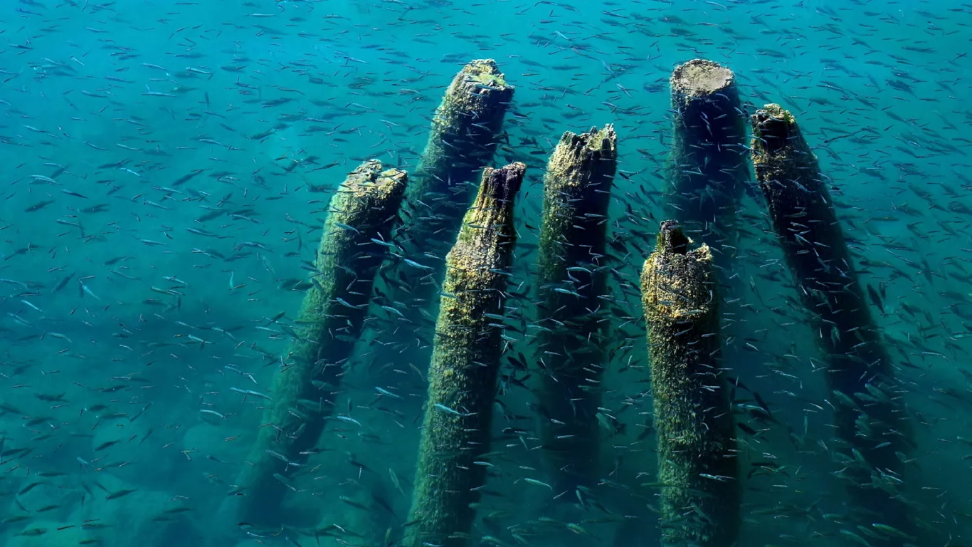 dock, wood, remains, water, fish, blue, ohrid, lake