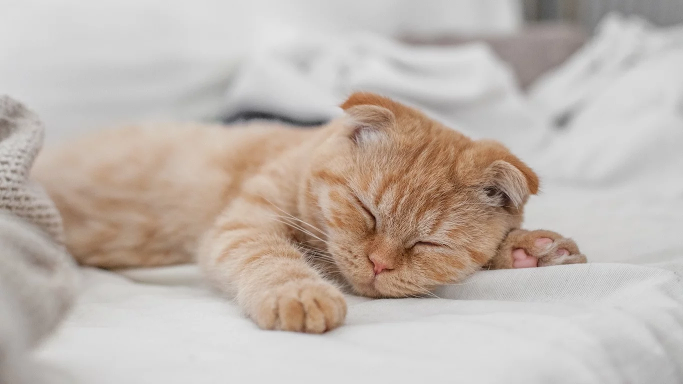 кот, рыжий, спит