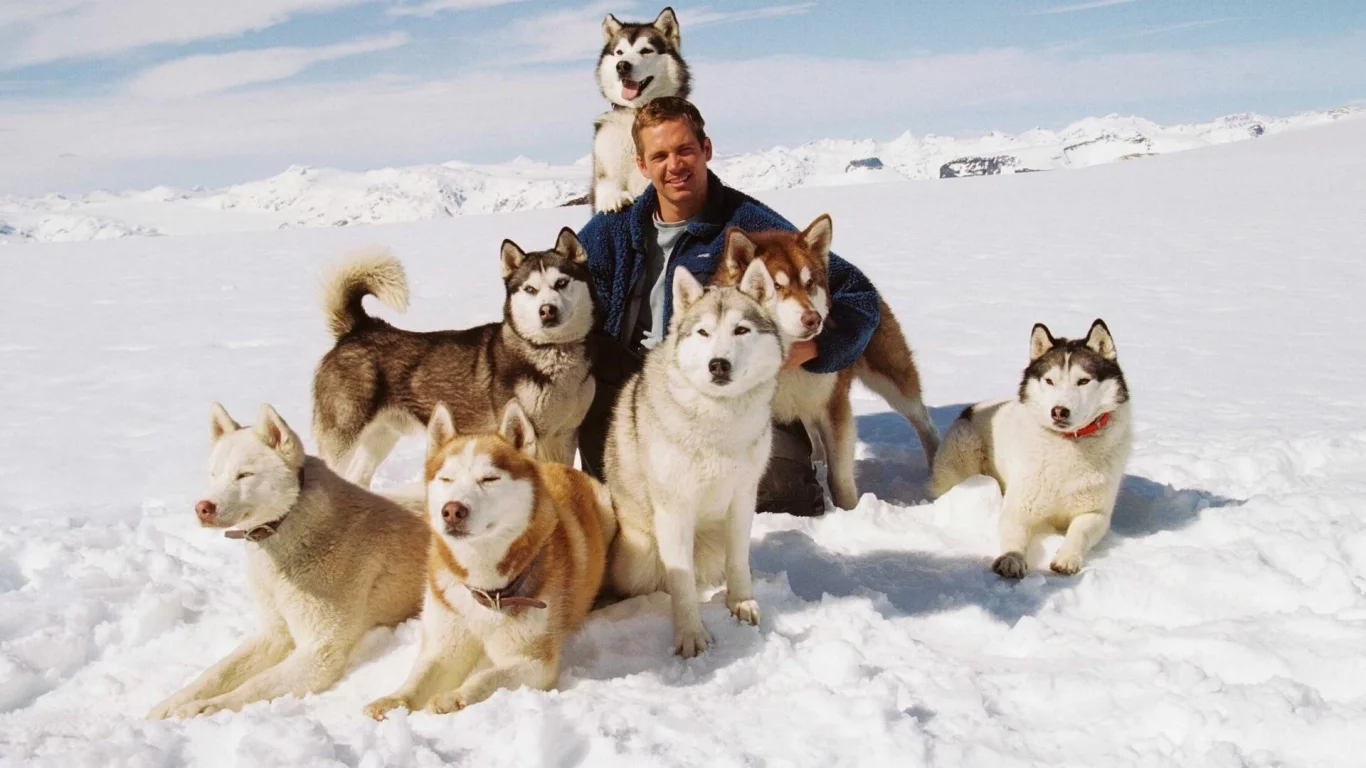белый плен, джек, шорти, майя, пол уокер, eight below, макс