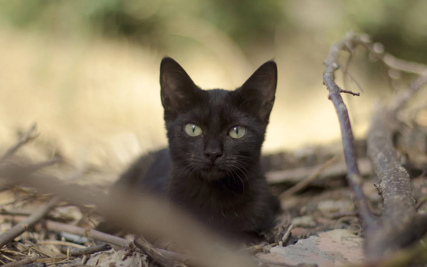 черная, кошка, листья, взгляд, ветки