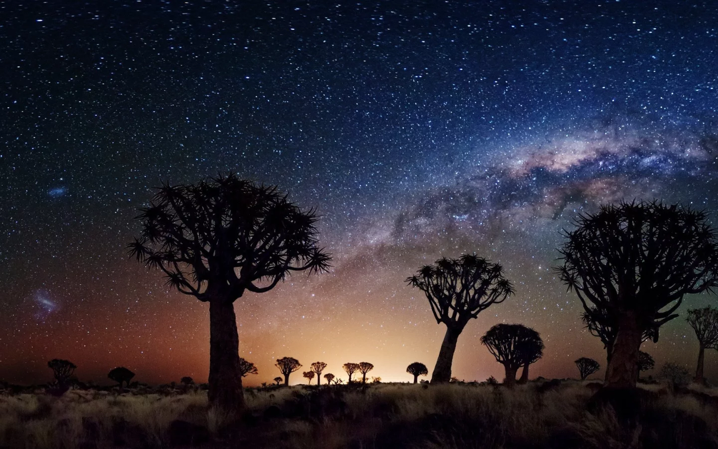 night, stars, joshua tree