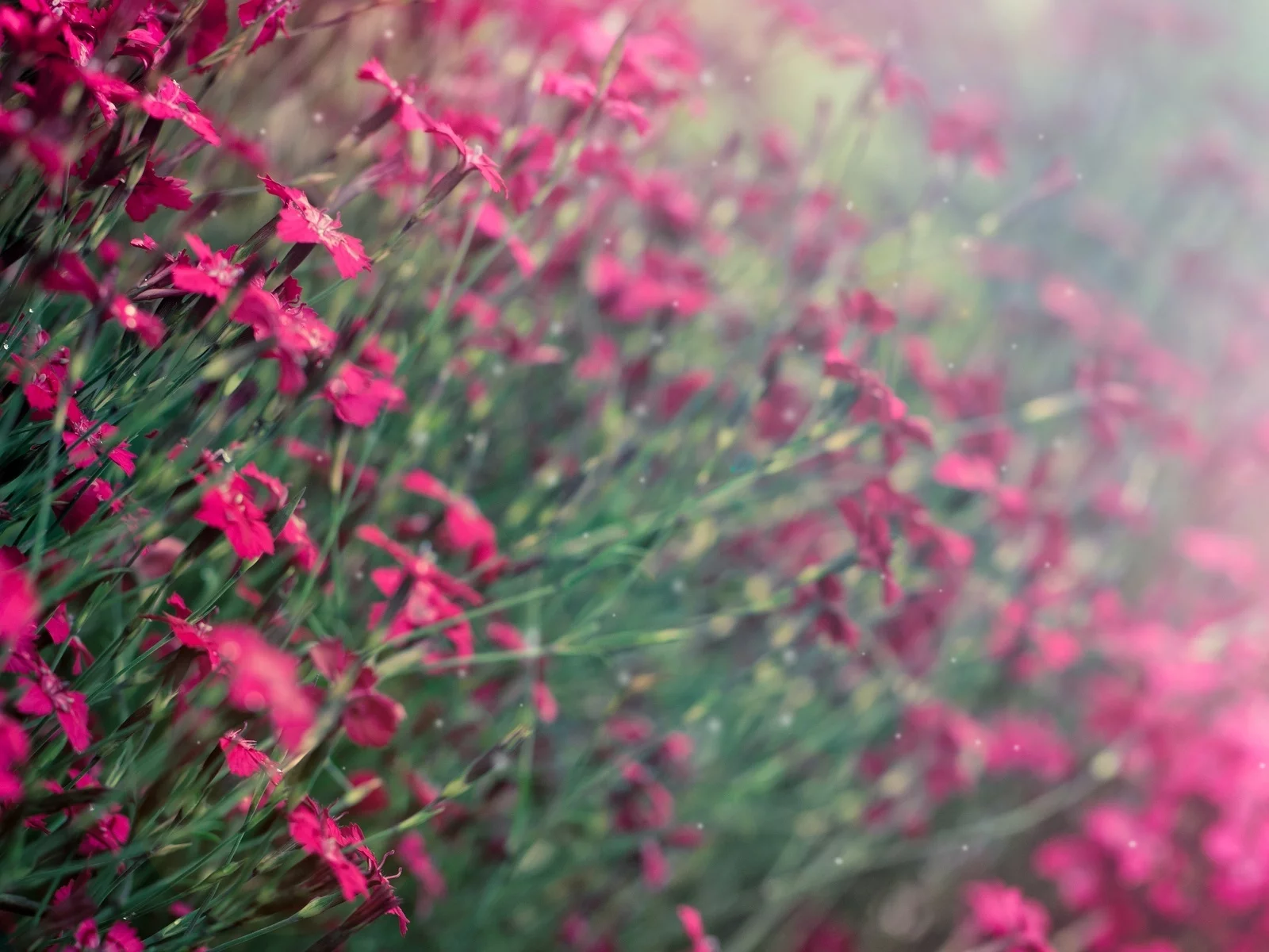 фон, цветочки, фиолетовый, flowers, цветы, flowers, размытие