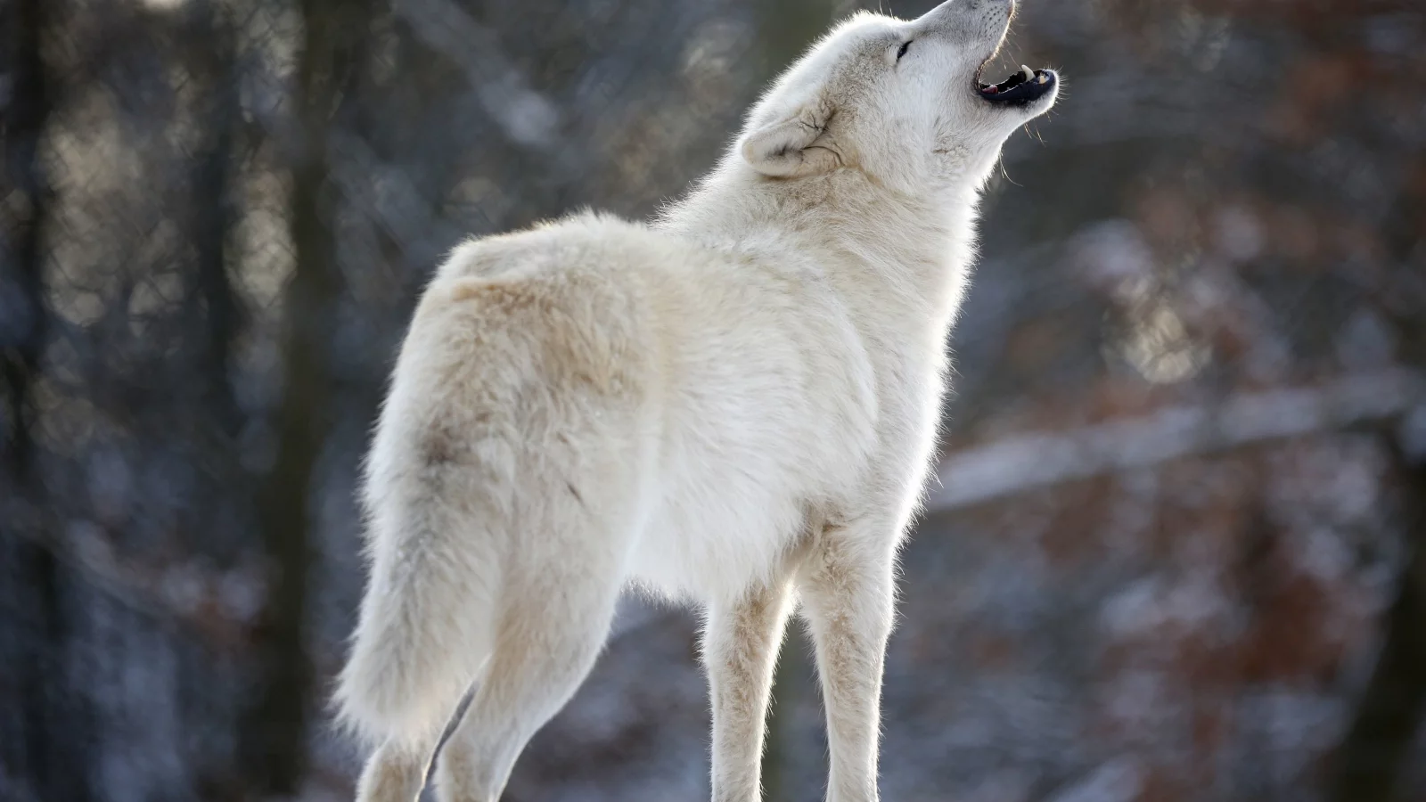 хищник, белый, вой, волк, wolf
