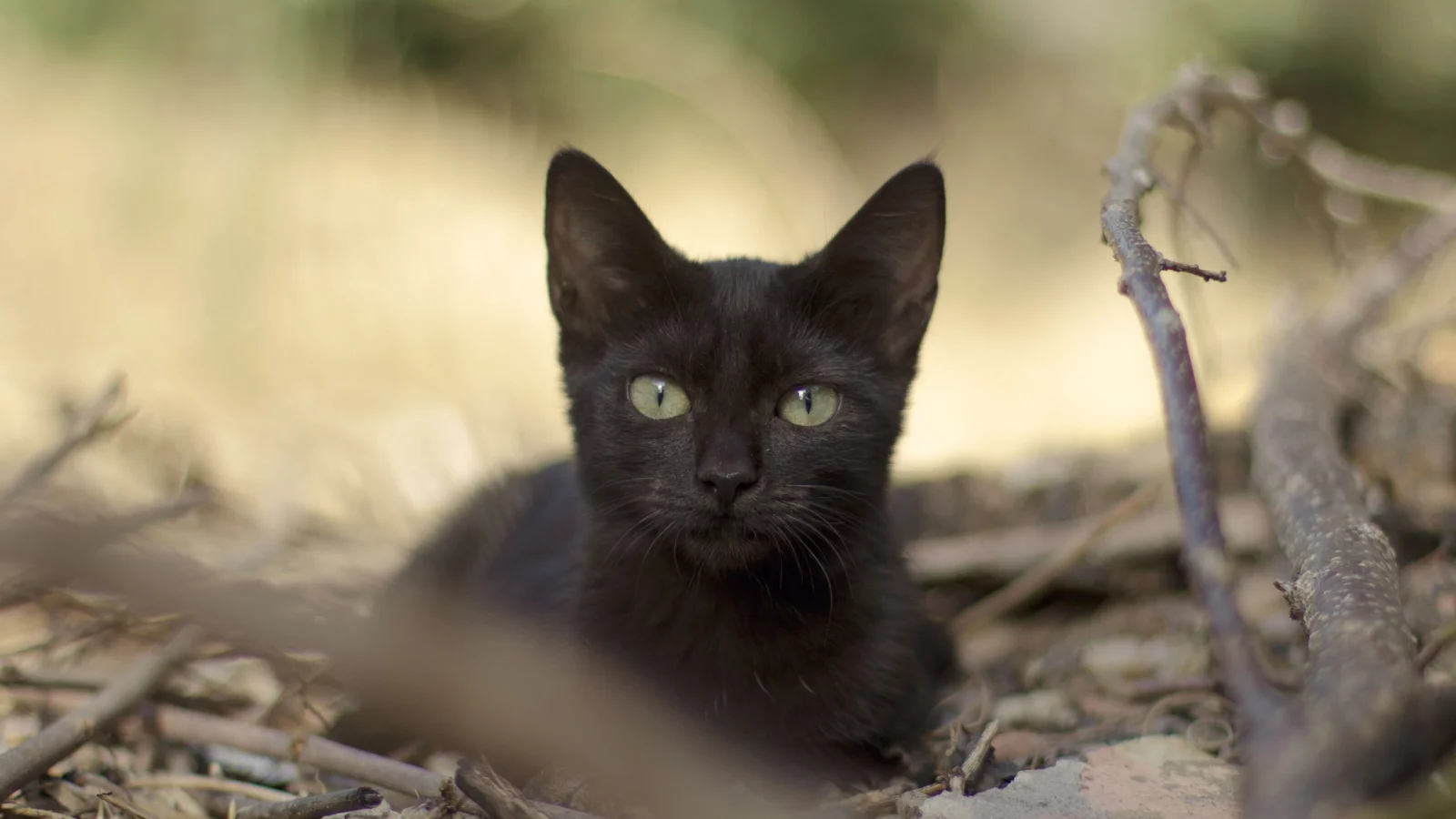 черная, кошка, листья, взгляд, ветки