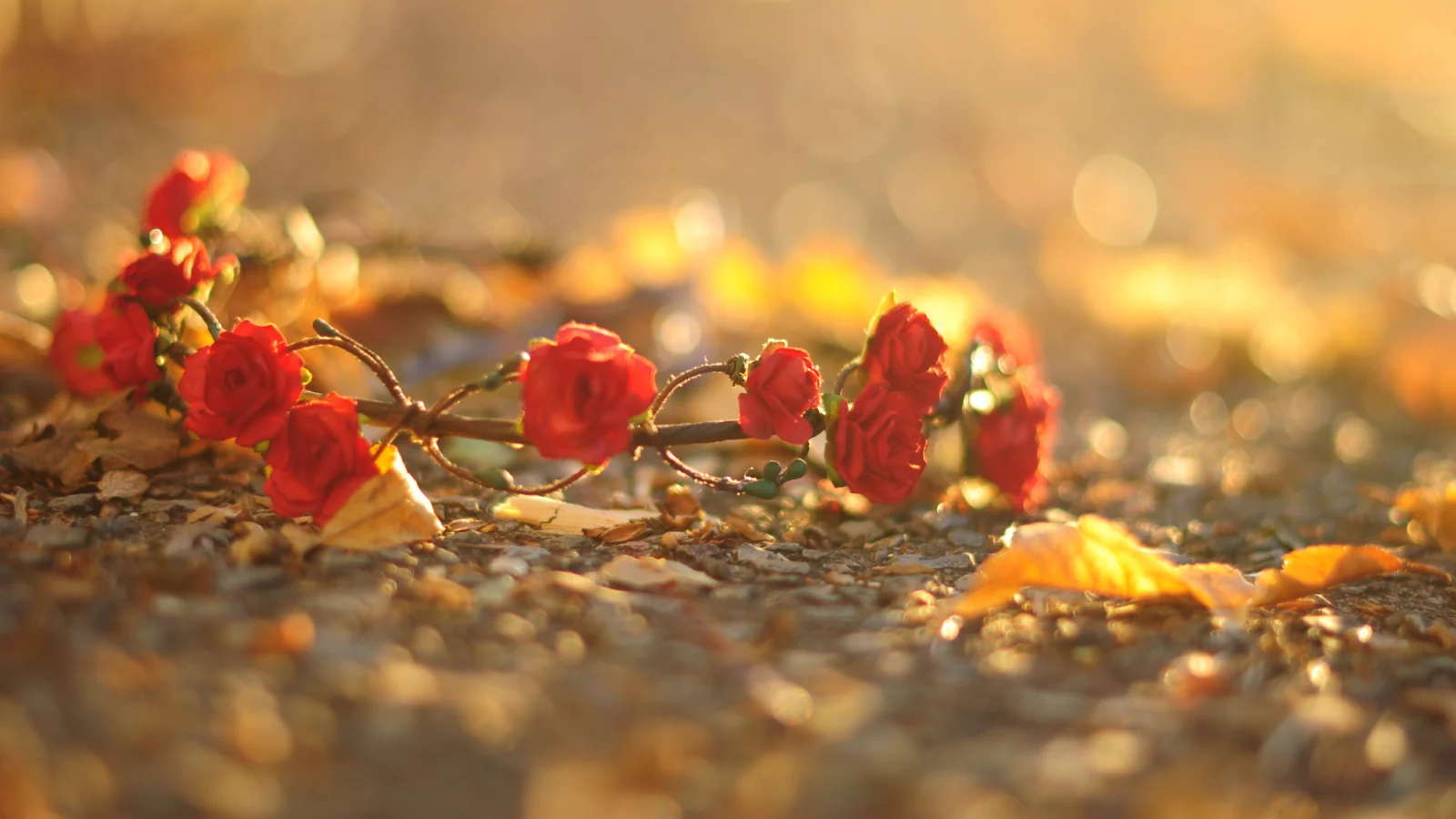 розы, красный, цветочки, цветы, венок, листья, flower