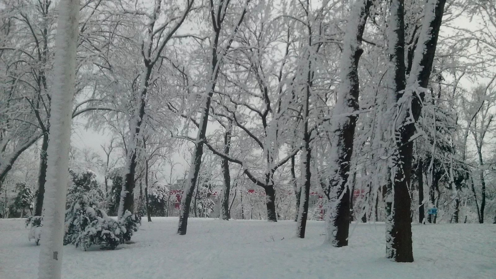 природа, зима, парк