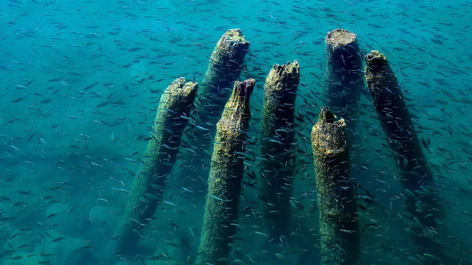 dock, wood, remains, water, fish, blue, ohrid, lake