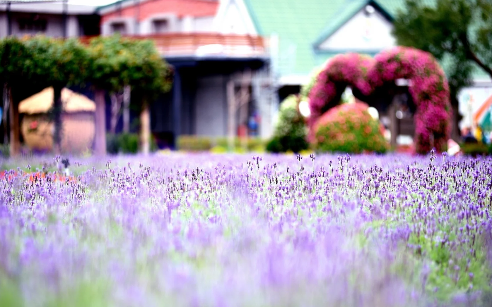 flowers, фиолетовый, поле, цветочки, макро, macro, цветы, flower