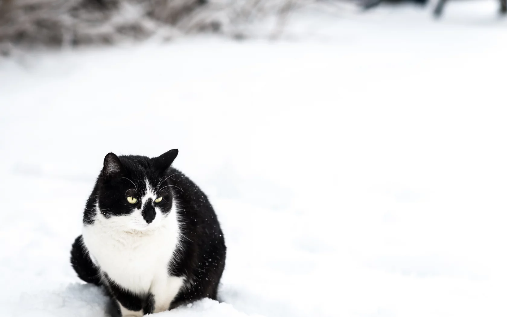снег, белая, сидит, кошка, черная, зима