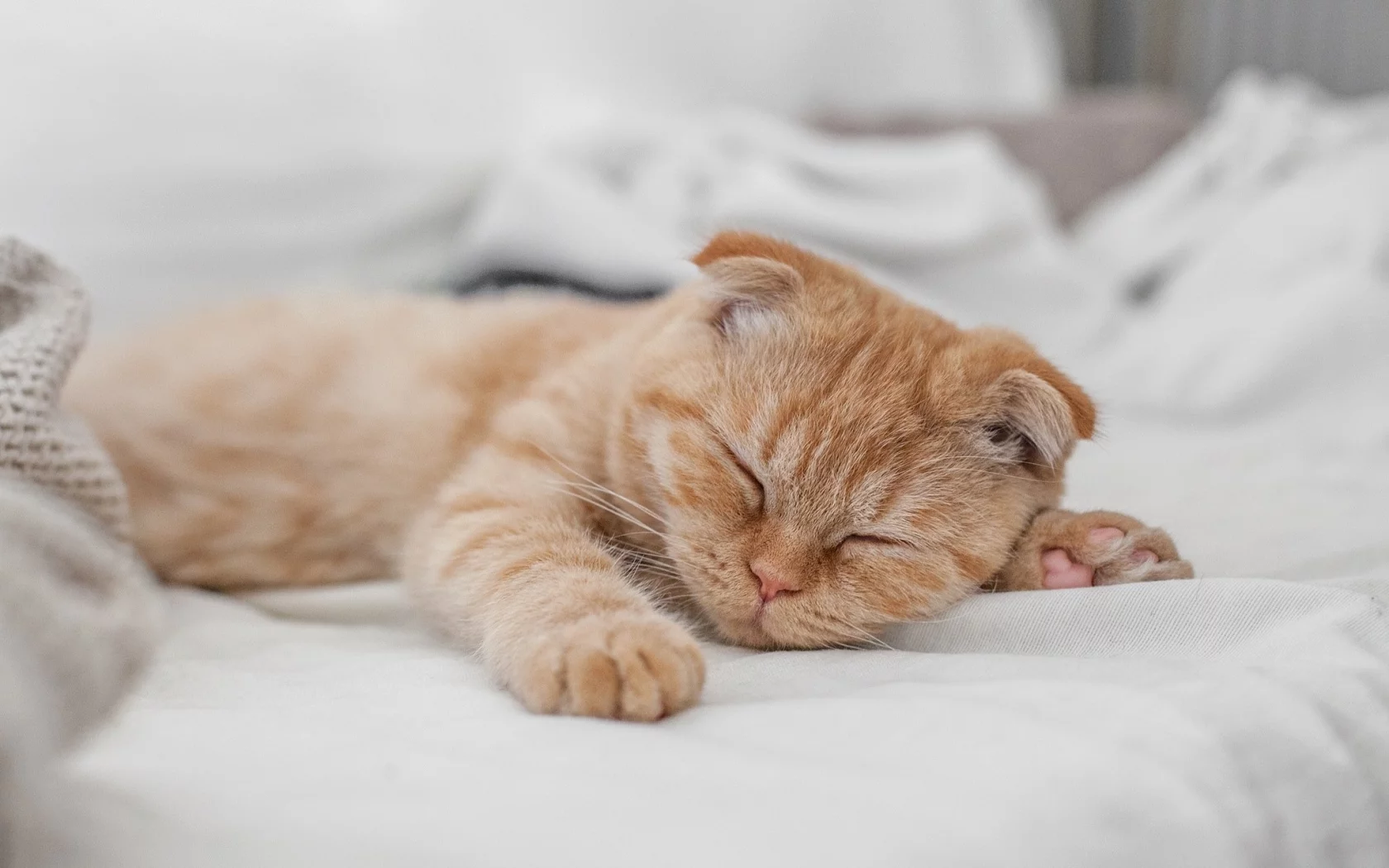 кот, рыжий, спит