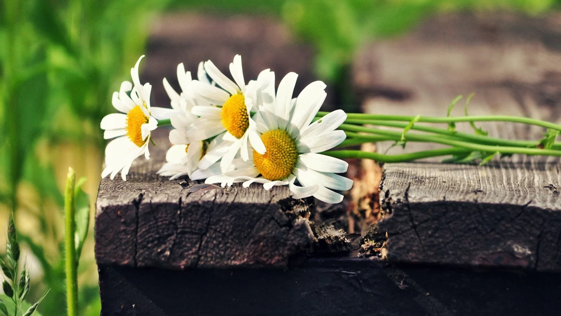 солнце, ромашки, цветы, зеленый, flowers, белый, цветочки