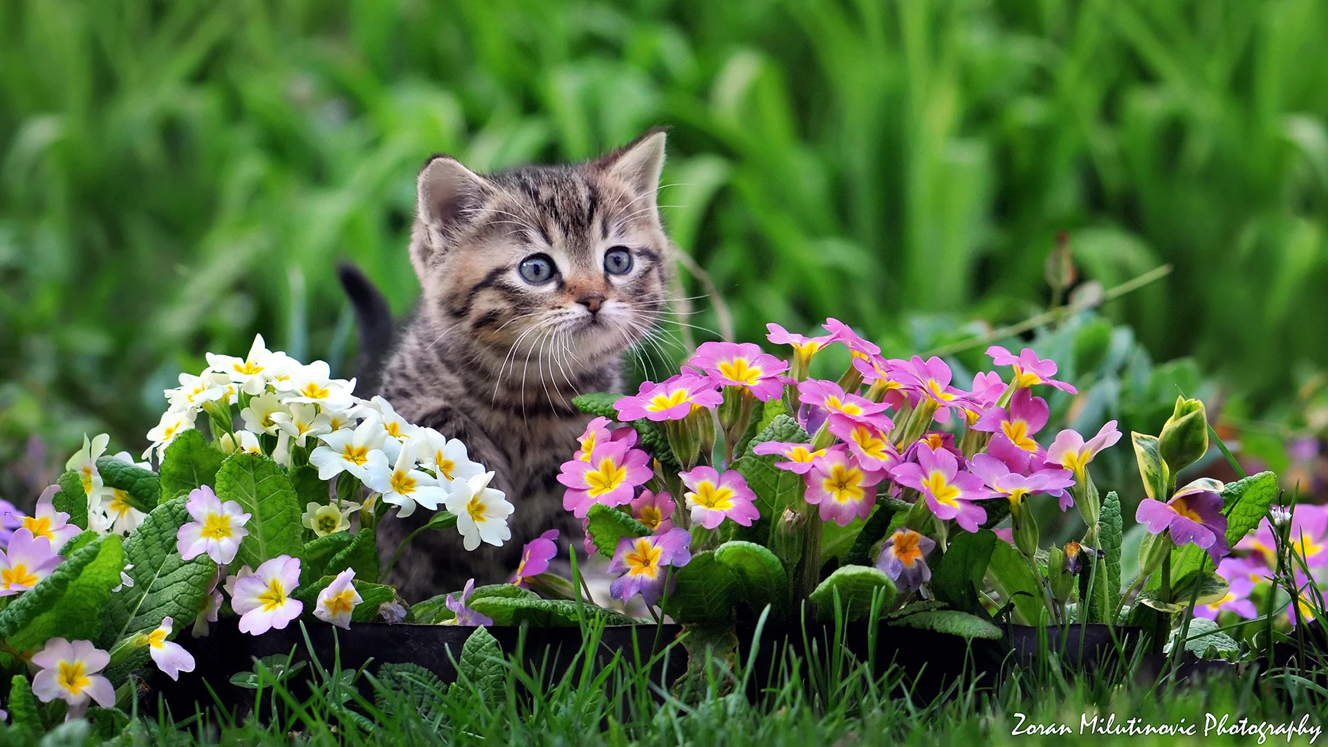 by zoran milutinovic, примула, цветы, котёнок, малыш