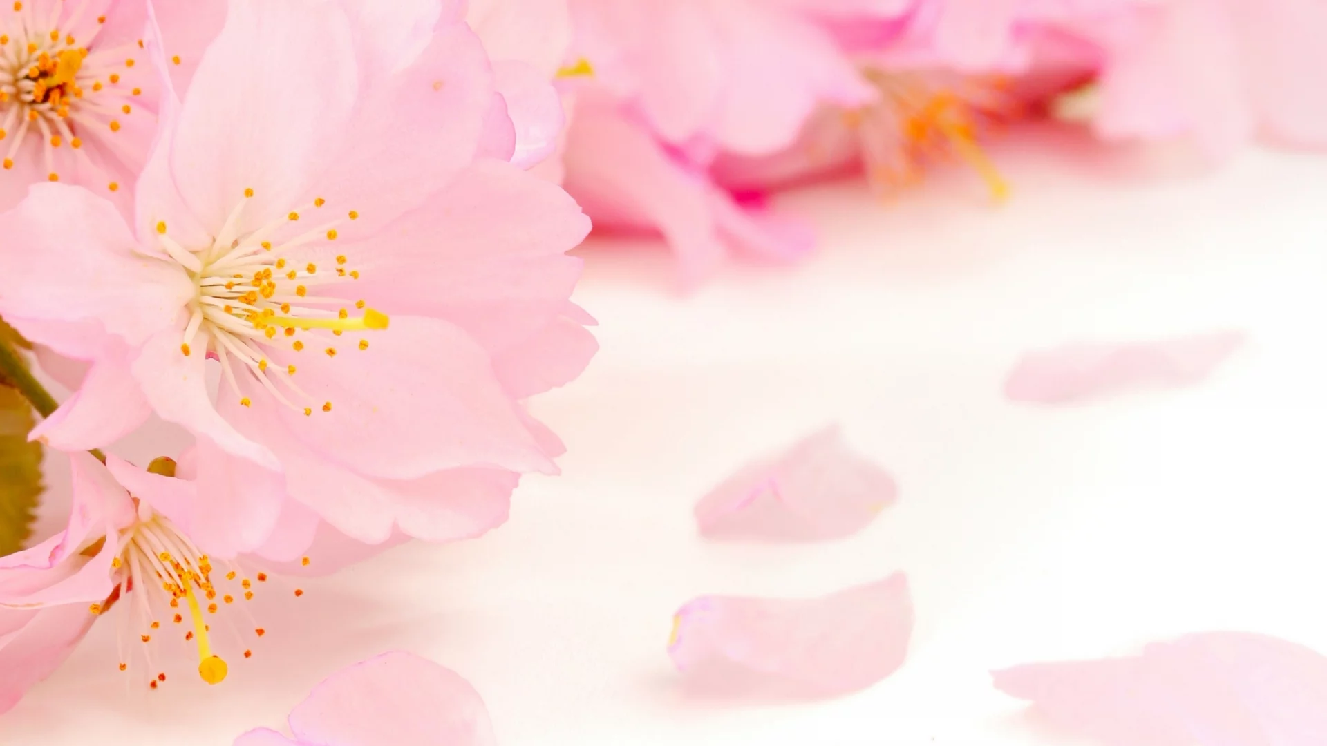 spring, beauty, цветение, blossoms, tender, pink, весна, flowers, apple tree, petals