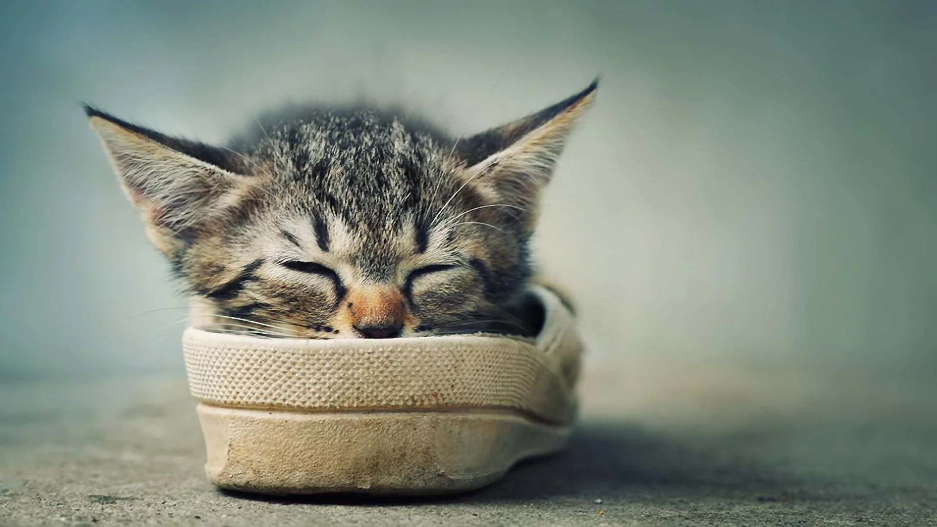 усики, котенок, отдых, спит, ушки, обувь