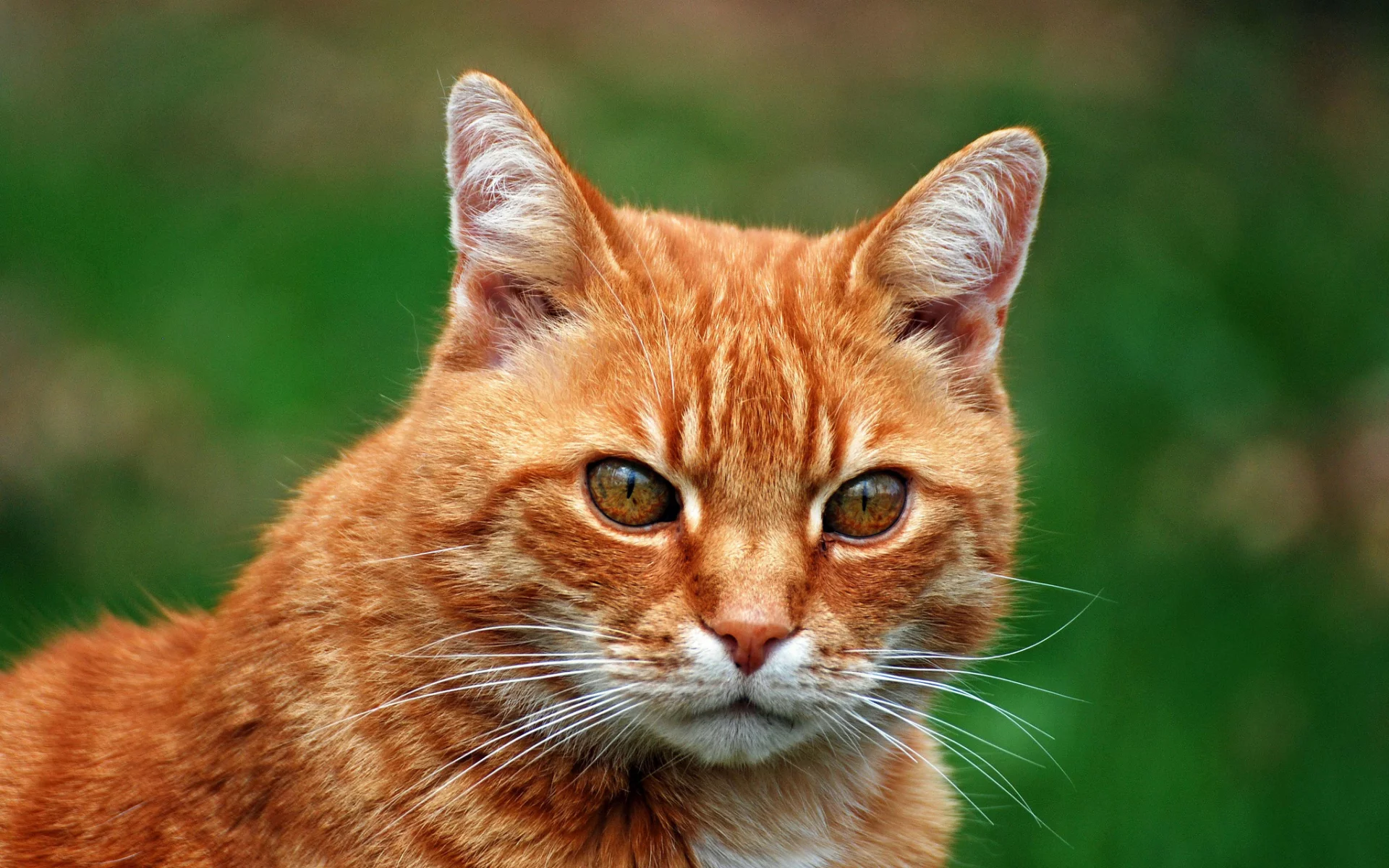 фон, кот, портрет, рыжий
